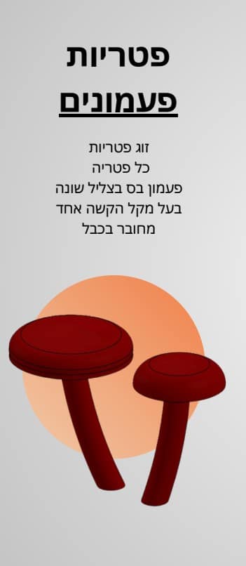 כלי נגינה לחצר הגיל הרך – תמונה 13